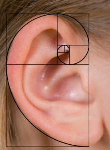 Fibonacci ear